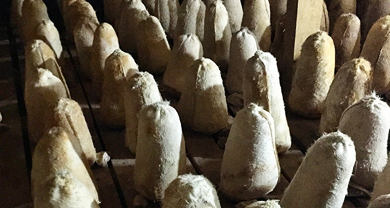 Divle Obruğu Tulum Peyniri