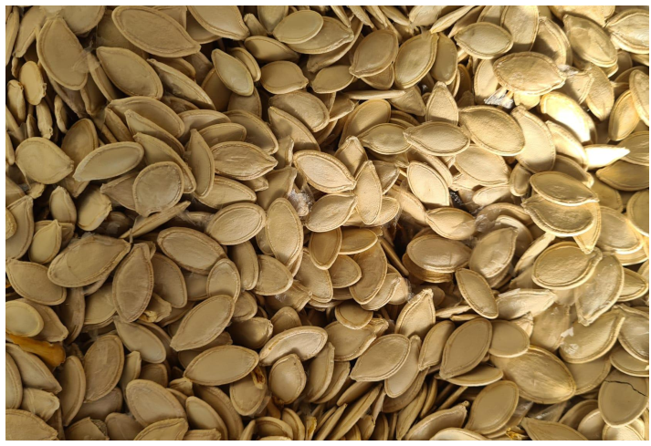 Kazımkarabekir Kabak Çekirdeği